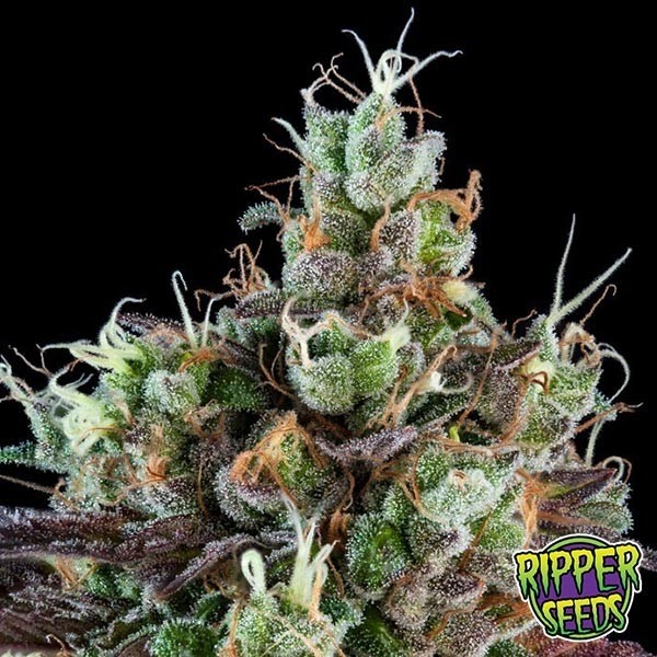 View Sour Ripper marijuana plant