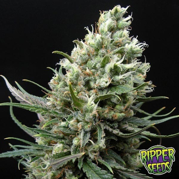 View Ripper Haze cannabis plant
