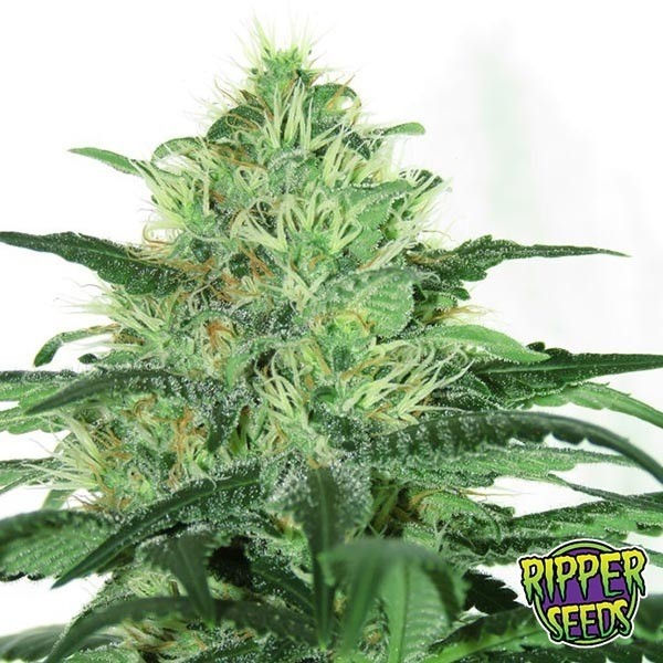 View Sideral Cannabis Plant