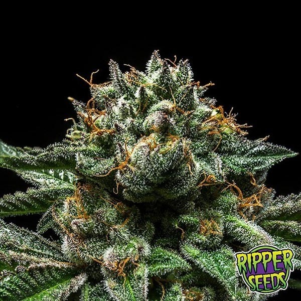 View Chempie Marijuana Plant
