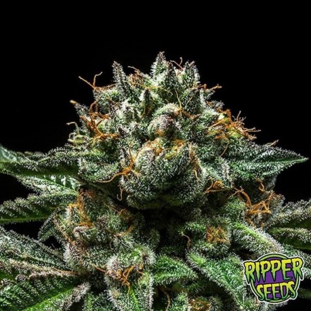Chempie Marijuana Plant