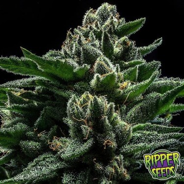 Do-G Marijuana Plant
