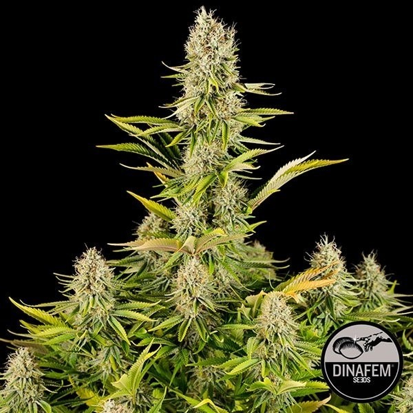 View Amnesia Kush cannabis plant