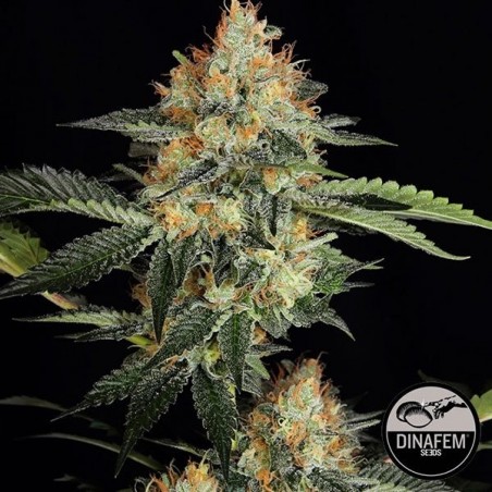 Dinachem marijuana plant