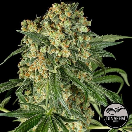 Big Kush cannabis plant