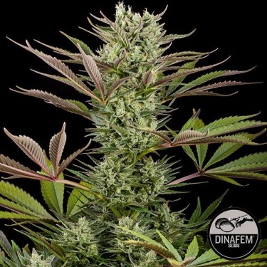 Deep Cheese cannabis plant