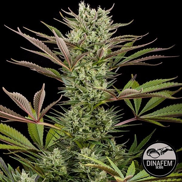 View Deep Cheese cannabis plant