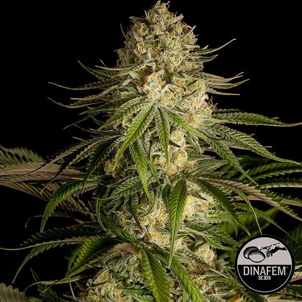 View Critical Kush cannabis plant