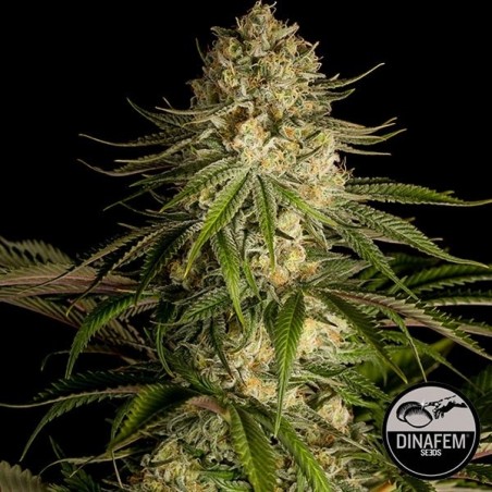 Critical Kush cannabis plant