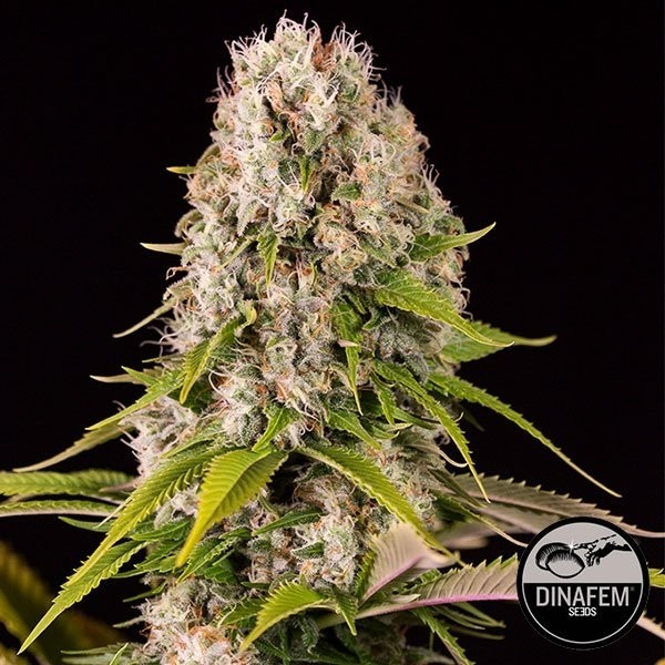 View Diesel marijuana plant