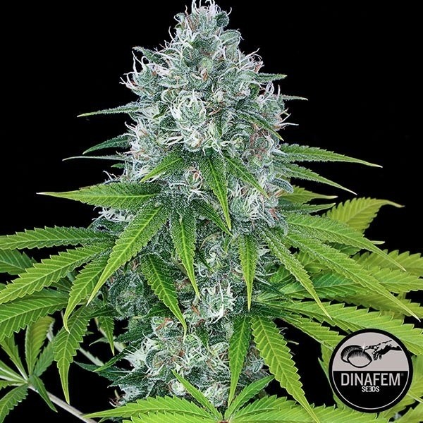 Power Kush cannabis plant