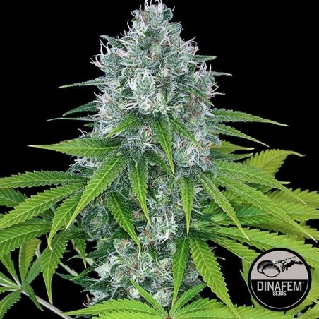 Power Kush cannabis plant