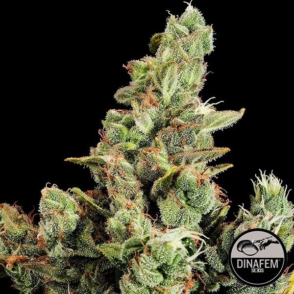 View Cheese marijuana plant