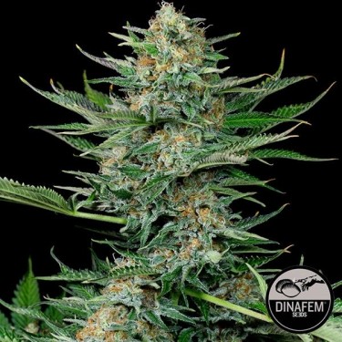 Industrial Plant marijuana strain