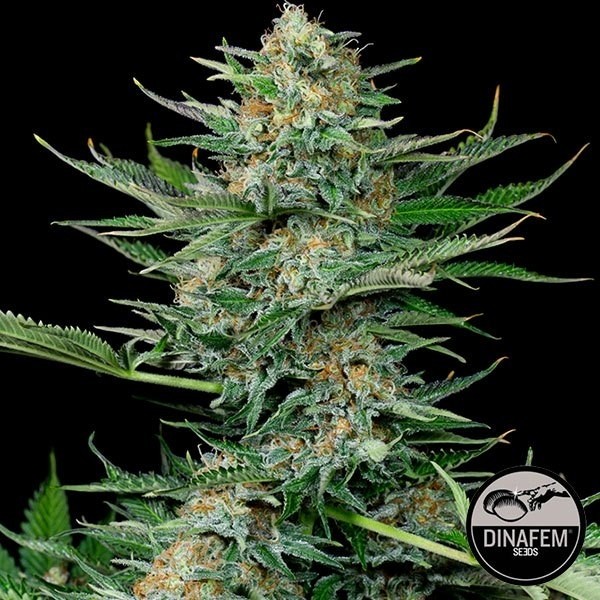 Industrial Plant marijuana strain