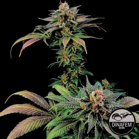 Blue Widow  marijuana plant