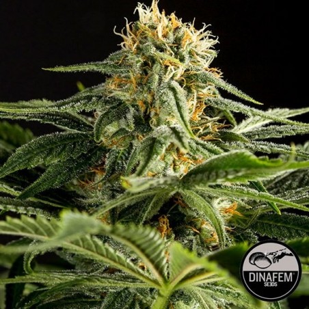 California Hash Plant strain