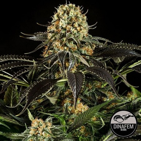 White Siberian cannabis plant