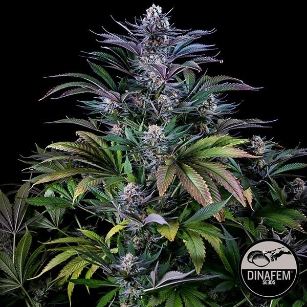 Super Silver cannabis plant