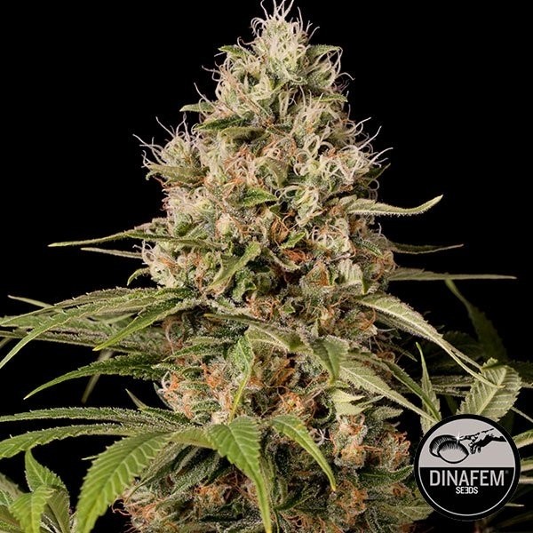 Shark Shock CBD cannabis plant