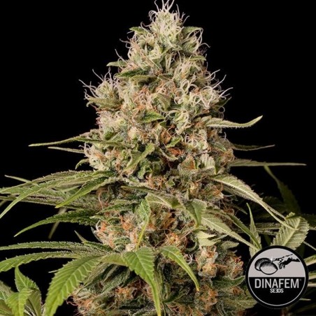 Shark Shock CBD cannabis plant
