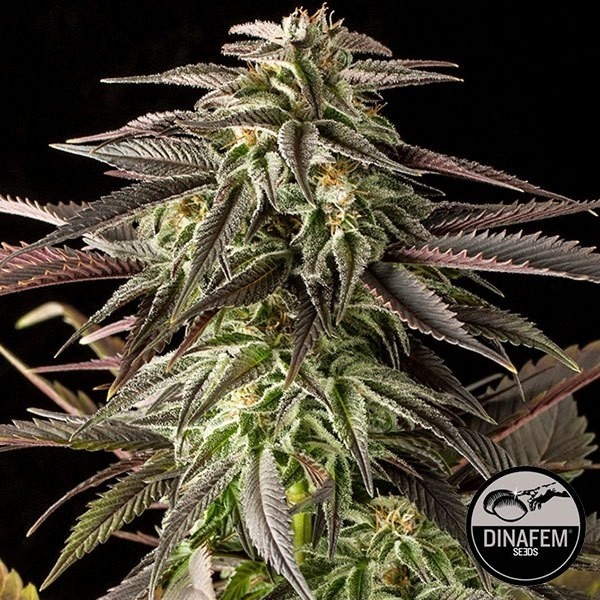 View Blue Cheese cannabis plant