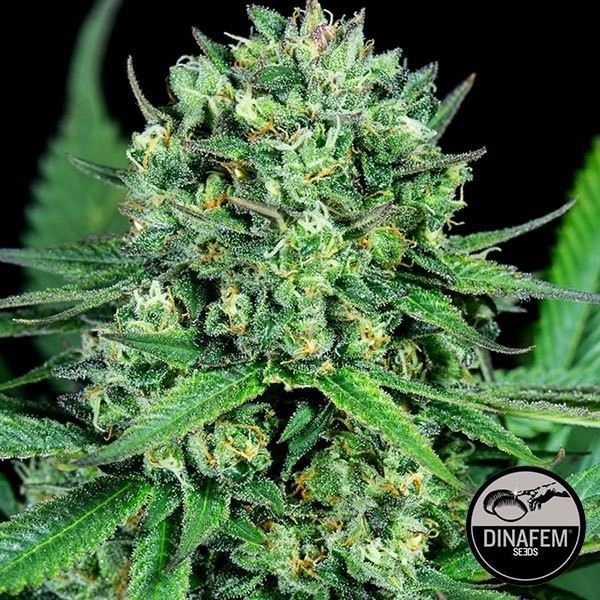 View Cheese CBD Cannabis Plant