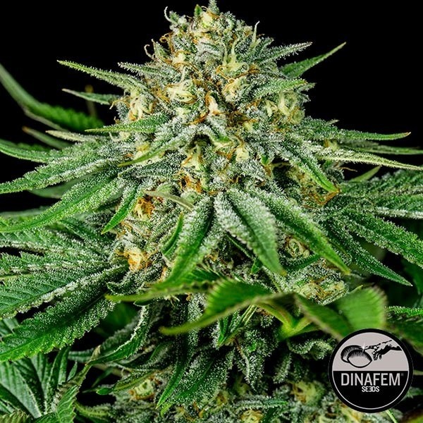 View Bubba Kush CBD Cannabis Plant