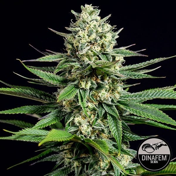 View Og Kush CBD Cannabis Plant