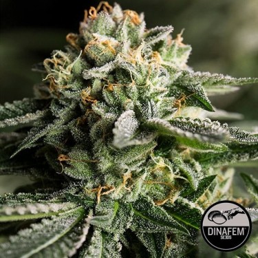 Remo Chemo Cannabis Plant