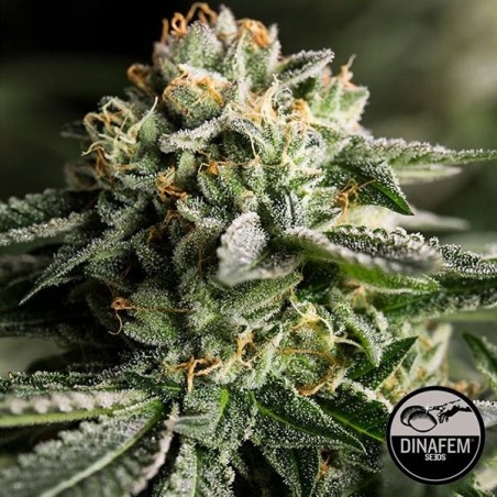 Remo Chemo Cannabis Plant