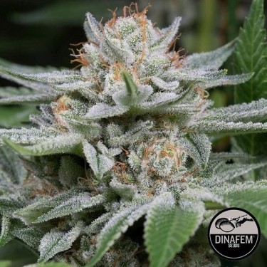 Gorilla Cannabis Plant