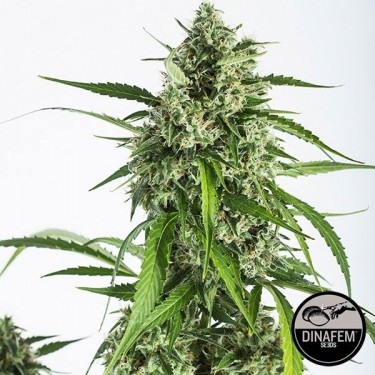 White Widow XXL Autoflowering cannabis plant