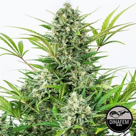 Critical Cheese Autoflowering marijuana plant