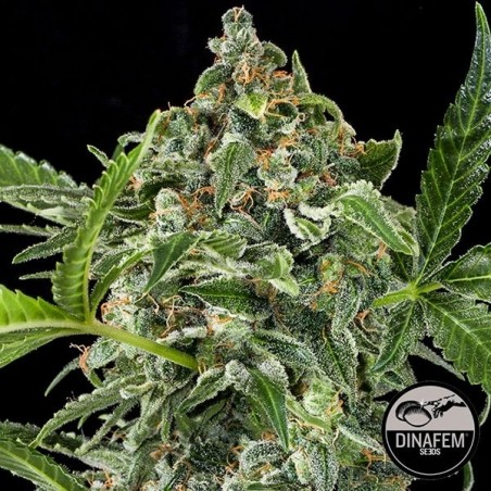 White Cheese Autoflowering cannabis plant