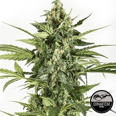 Blue Cheese Auto marijuana plant