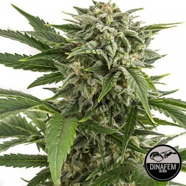 Bubba Kush Autoflowering cannabis plant
