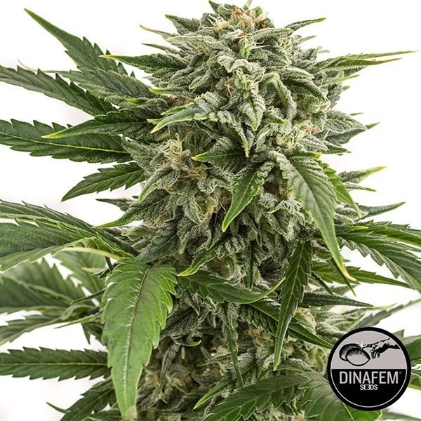 View Bubba Kush Autoflowering cannabis plant