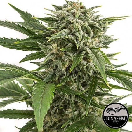 Bubba Kush Autoflowering cannabis plant
