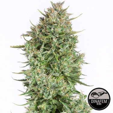 Blue Kush Autoflowering marijuana plant