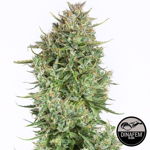 View Blue Kush Autoflowering marijuana plant