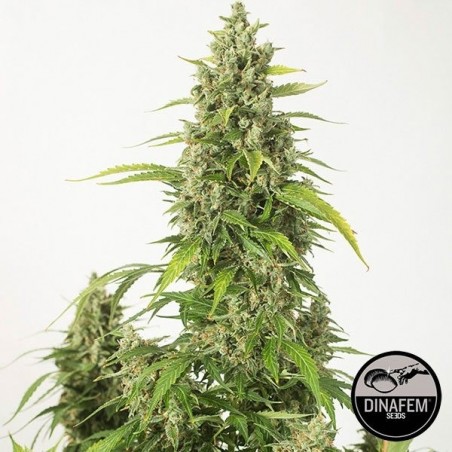 Haze XXL Auto marijuana plant