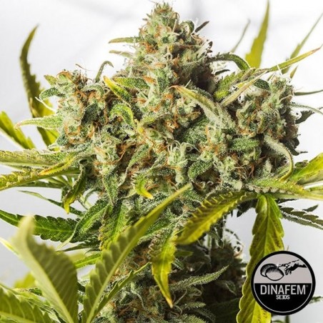 Blue Critical Autoflowering cannabis plant