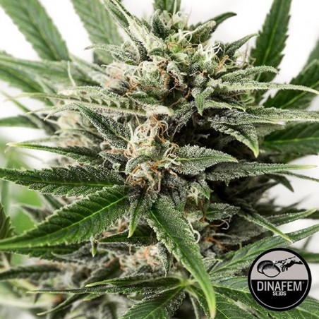 Blue Amnesia XXL Autoflowering cannabis plant