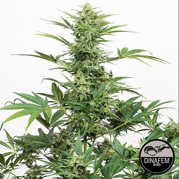 View Industrial Plant Auto CBD Cannabis Plant