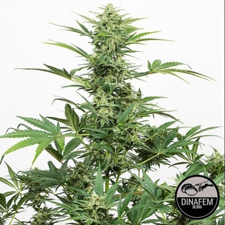 Industrial Plant Auto CBD Cannabis Plant