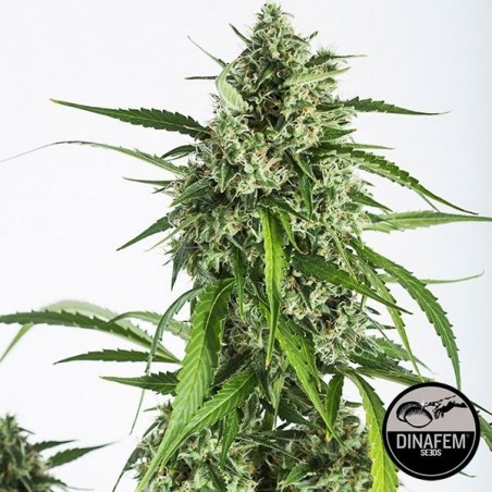 White Widow Autoflowering CBD Cannabis Plant