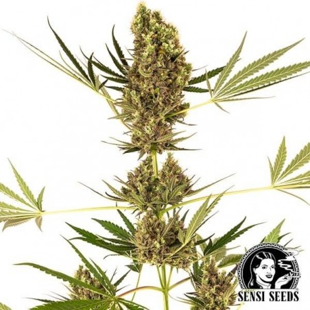 Alpine Delight CBD Auto Marijuana Plant