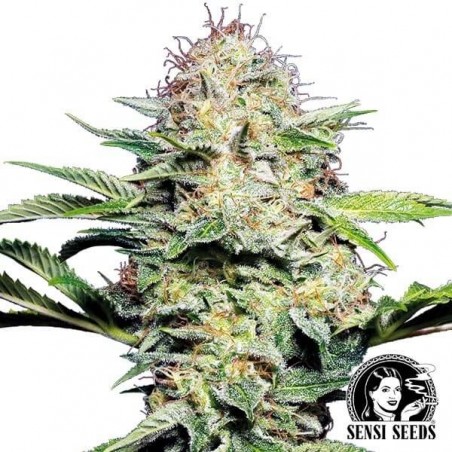 Sensi Skunk Auto cannabis plant