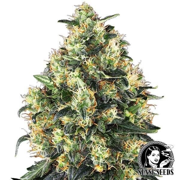 View Super Skunk Auto by Sensi Seeds cannabis plant